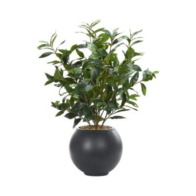 Bay Leaf in Black Porter Planter - 249044