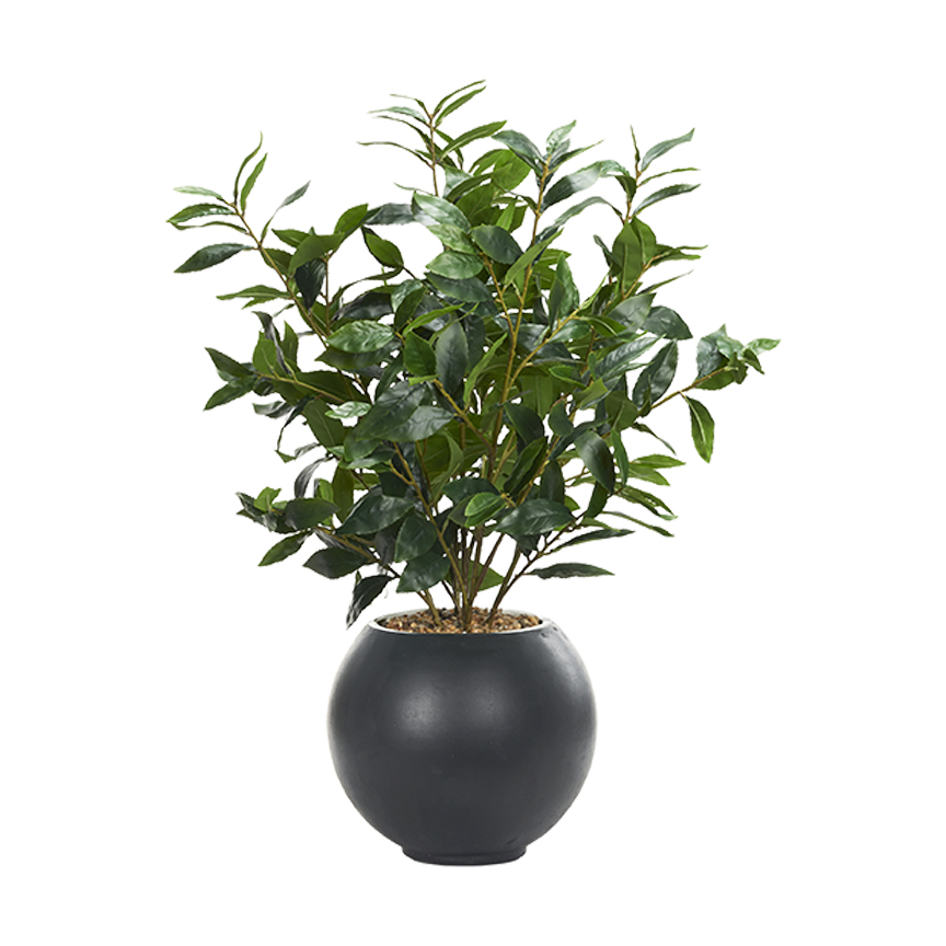 Bay Leaf in Black Porter Planter - 249044 - Image 2