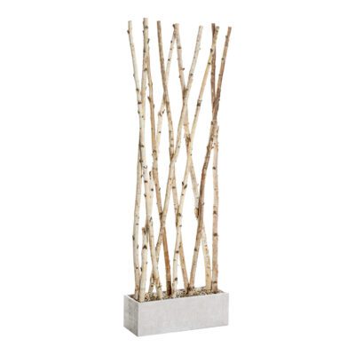 Birch Screen in White Etched Planter 7' - 323905