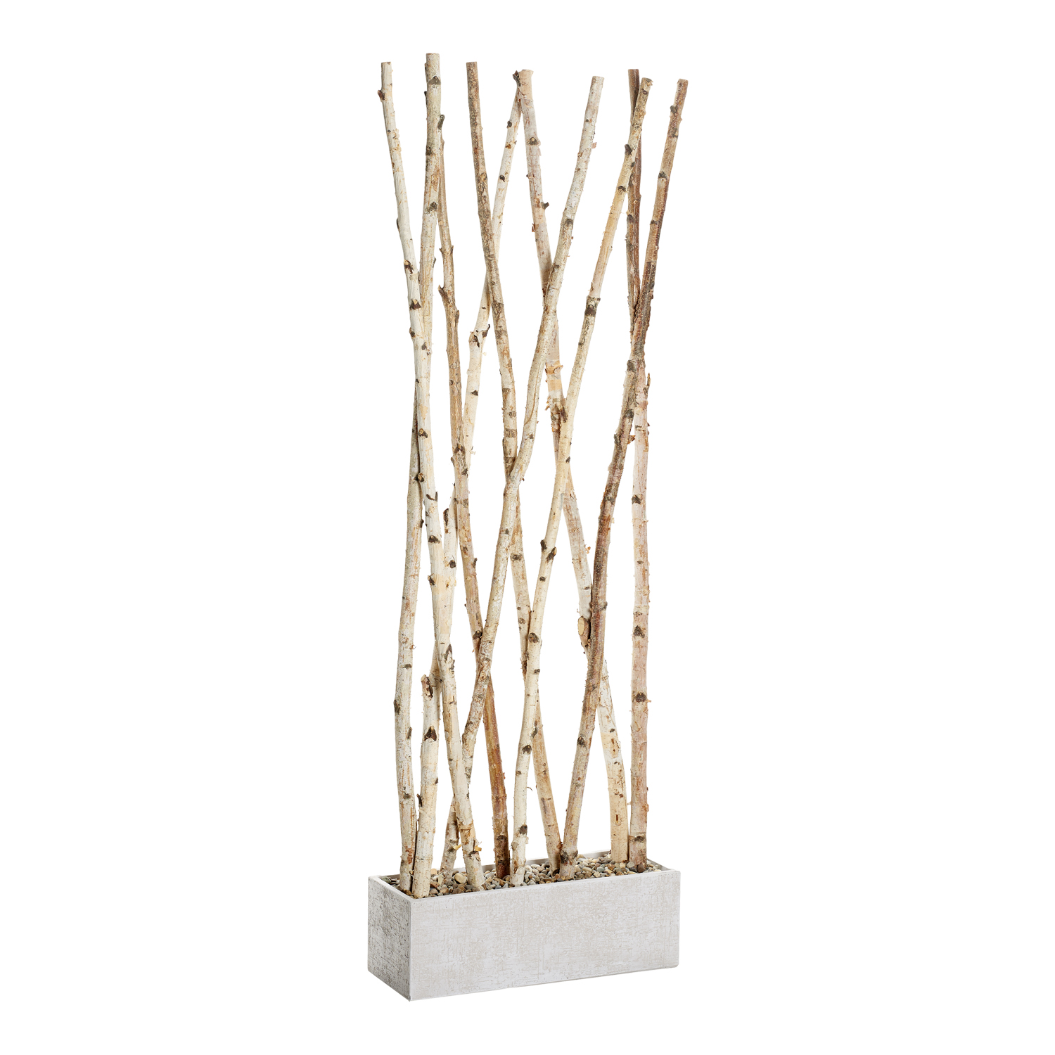 Birch Screen in White Etched Planter 7' - 323905