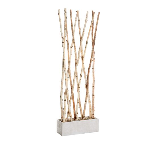 7' Birch Screen in White Etched Planter - 323905