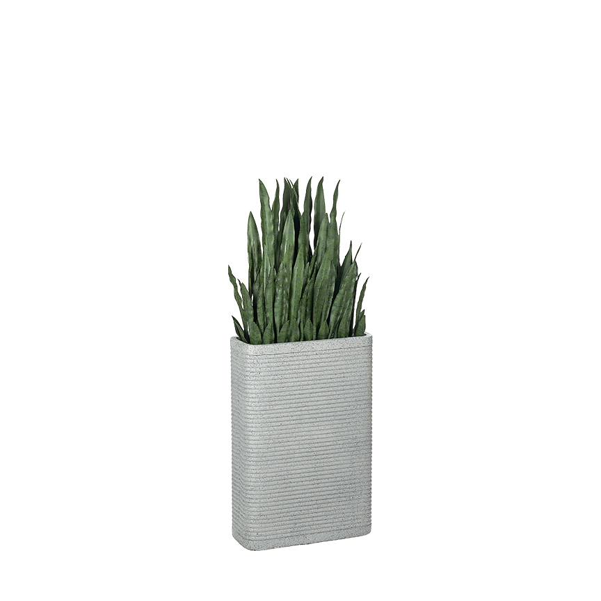 Snake Plant in Fiber Clay Pot - 323907