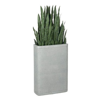 Sansevieria in Fiber Clay Pot - 323907