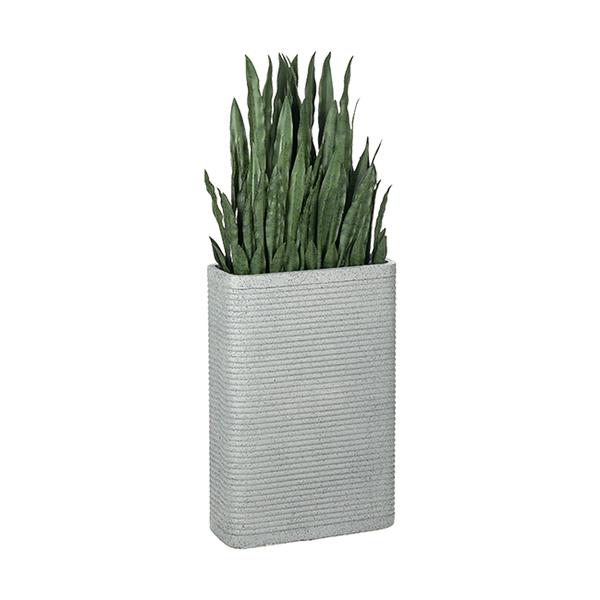 Snake Plant in Fiber Clay Pot - 323907 - Image 2