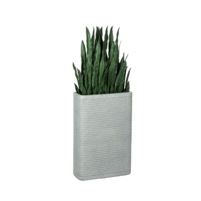 Snake Plant in Fiber Clay Pot - 323907