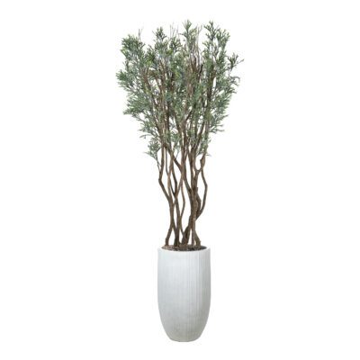 Staghorn Tree in Nell Planter 8' - 324913