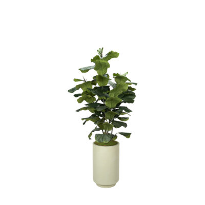 Big Leaf Fiddle Leaf Fig in Rainey Planter 7' - 324914