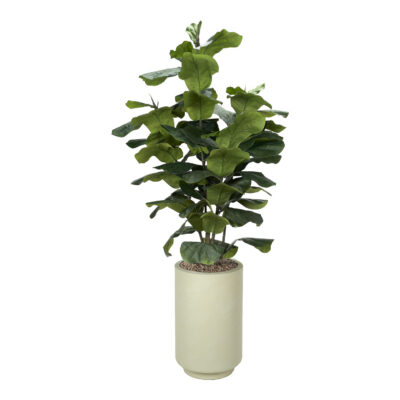 Big Leaf Fiddle Leaf Fig in Rainey Planter 7' - 324914