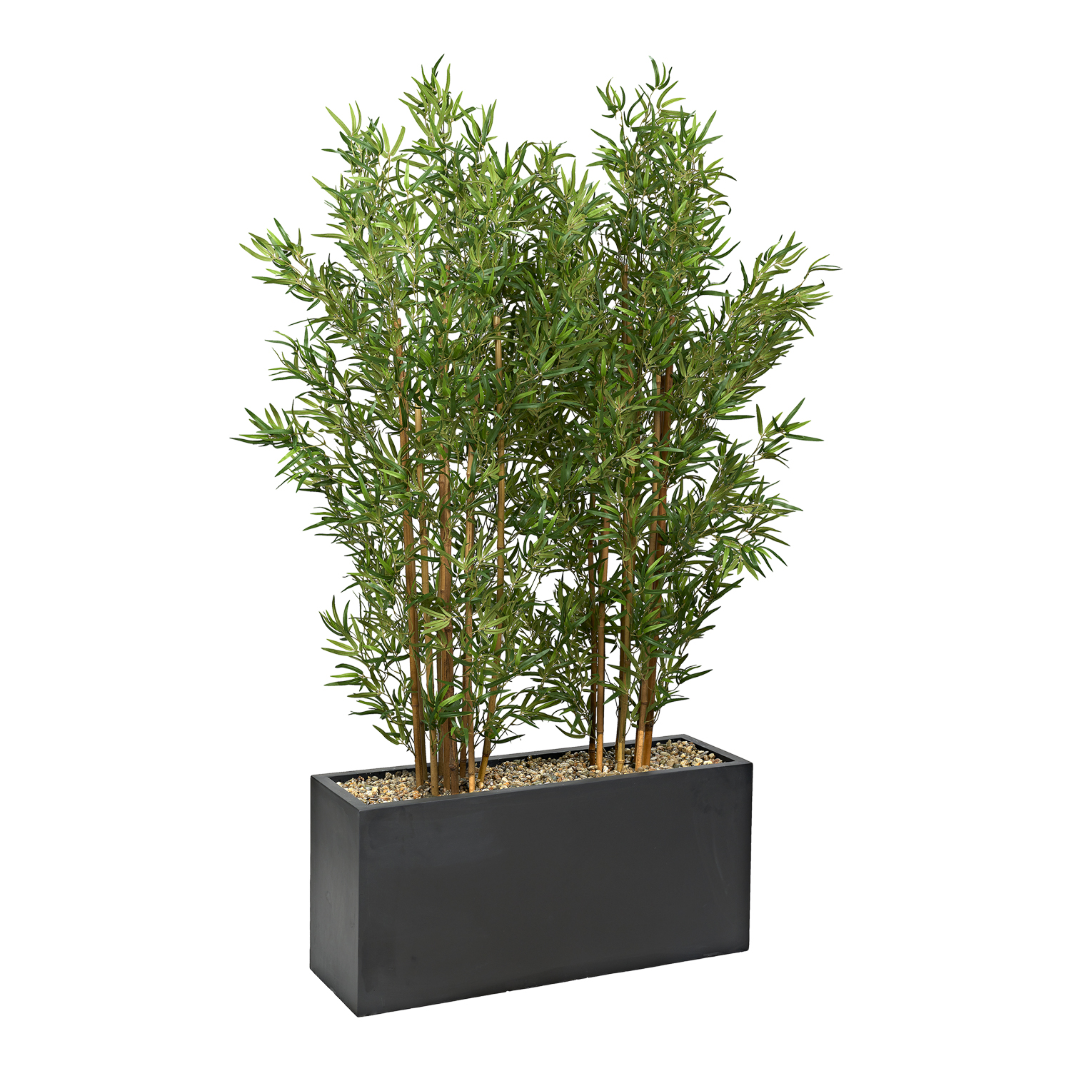 Bamboo Screen in Black Planter 7' - 324915