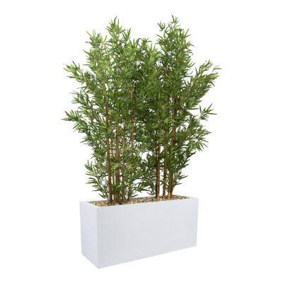 Bamboo Screen in White Planter 7' - 324916