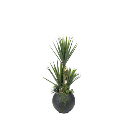 Sisal & Assorted Succulents in Planter 5' - 324920
