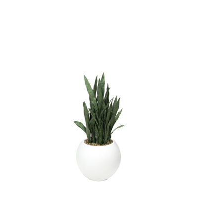Snake Plant in Porter Planter - 324921