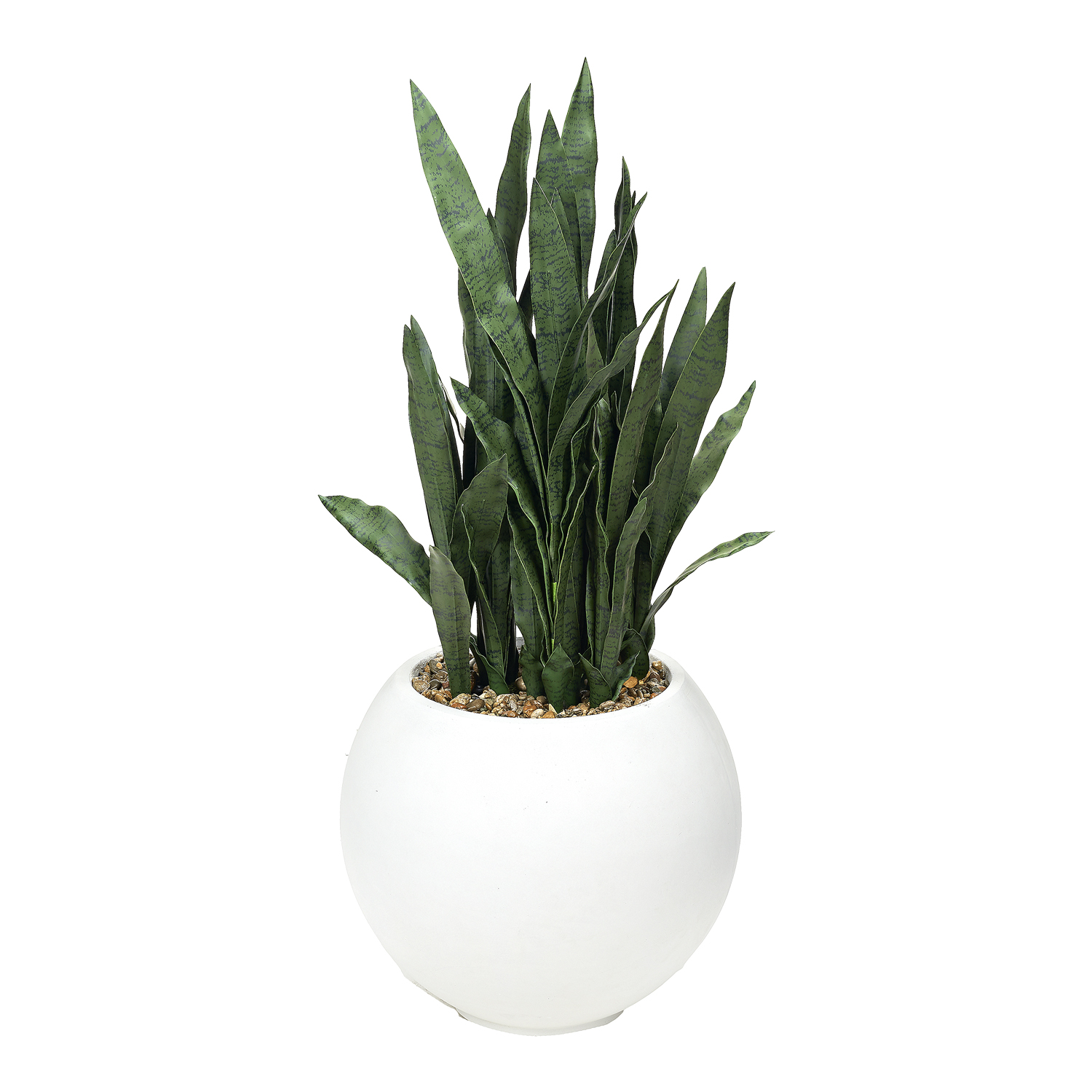 Sansevieria in Porter Planter - 324921