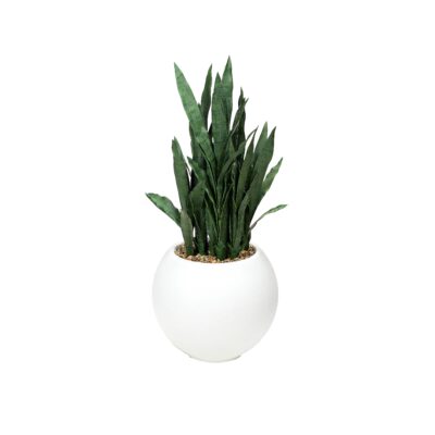 Snake Plant in White Porter Planter - 324921