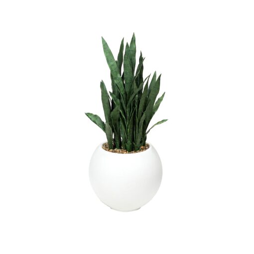 Snake Plant in White Porter Planter - 324921