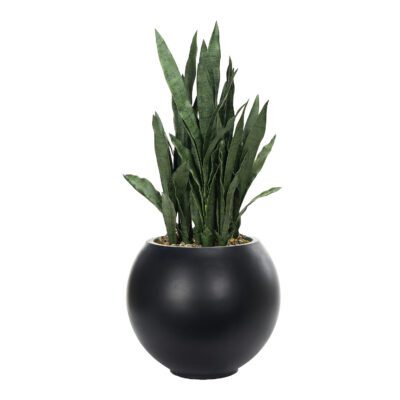 Sansevieria in Porter Planter - 324922