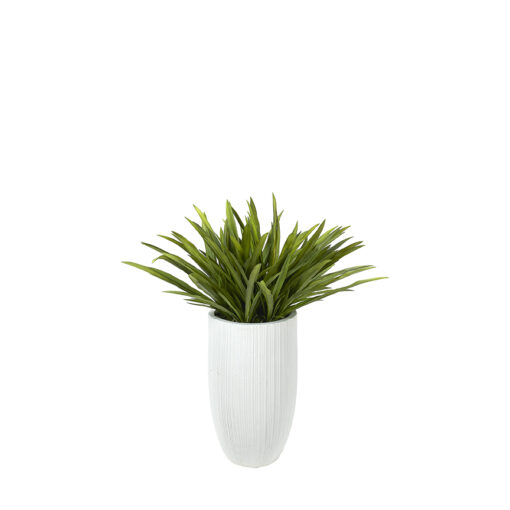 Orchid Leaves in Nell Planter - 324923