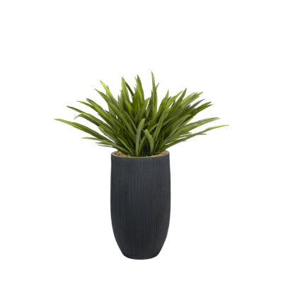 Orchid Leaves in Black Nell Planter - 324924