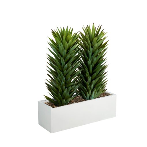 Tall Sisalana Duo in White Planter - 324931