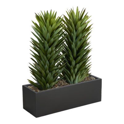 Tall Sisalana Duo in Black Planter - 324932