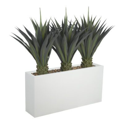 Agave Trio in White Planter - 324934