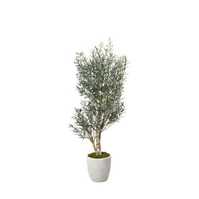 Olive Tree in White Hudson Planter 8' - 324938