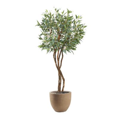 Eucalyptus Tree in Grove Planter 8' - 324943