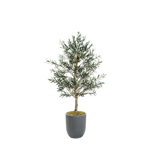Olive Tree in Campbell Planter 7.5' - 324946