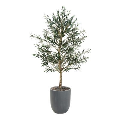 Olive Tree in Campbell Planter 7.5' - 324946