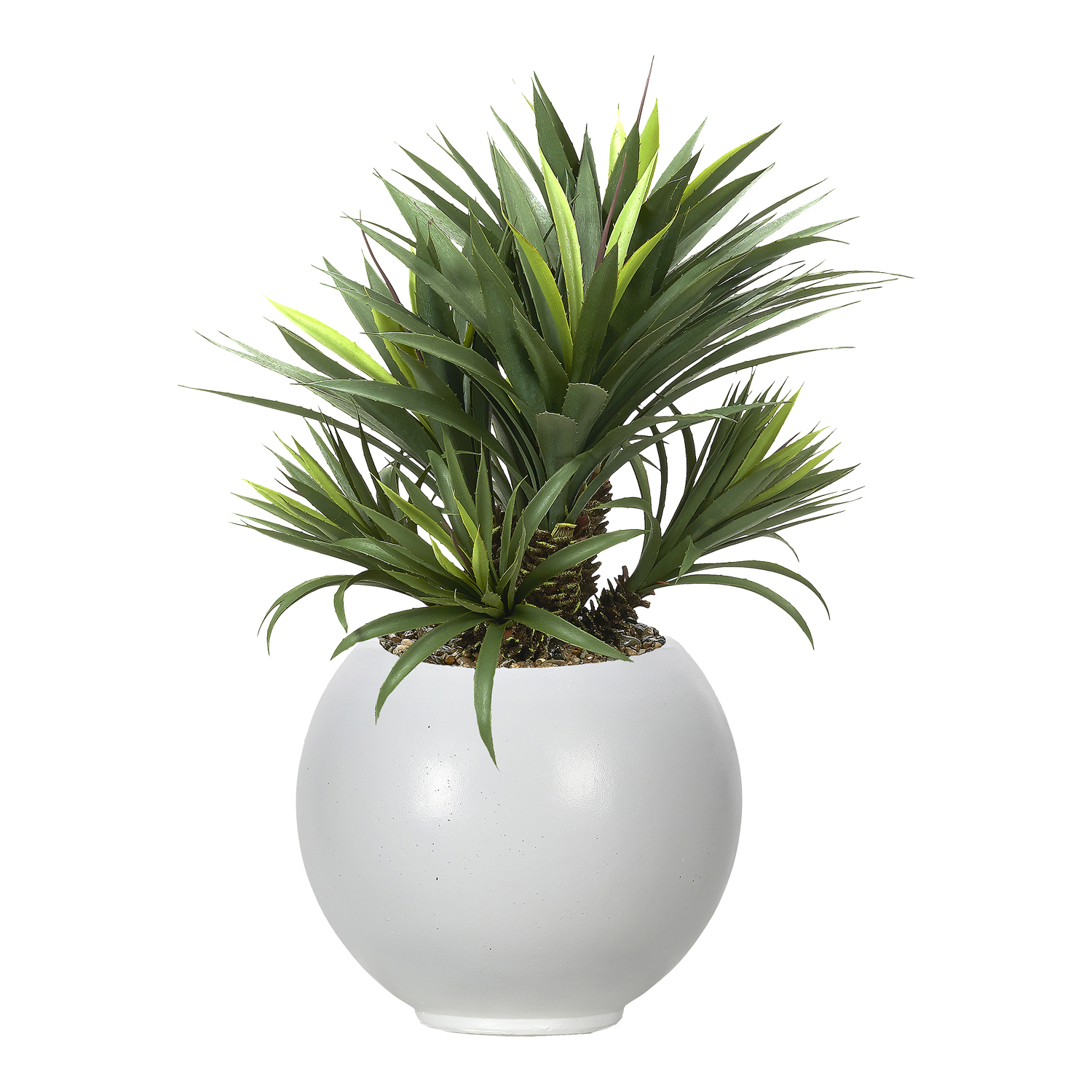 Star Succulent in Porter Planter - 628-3104