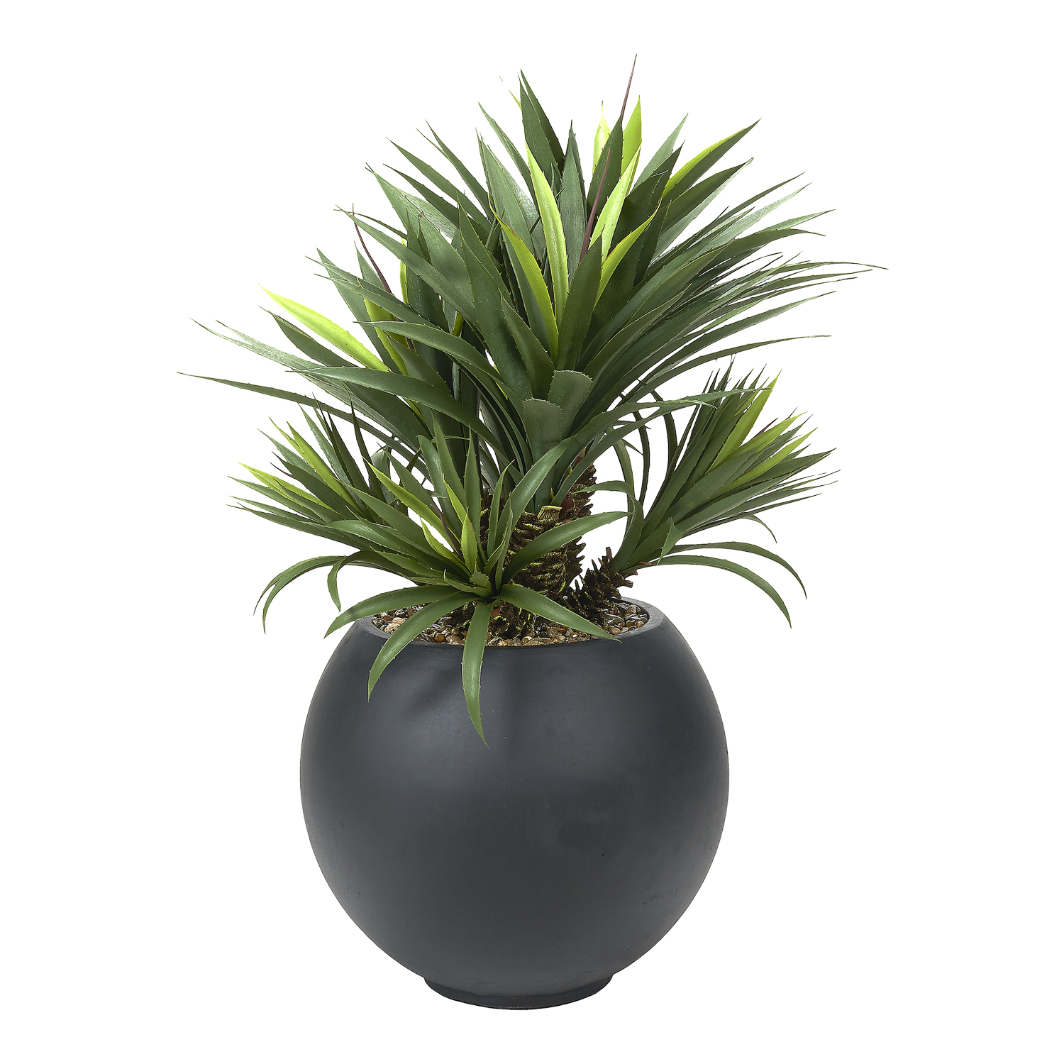 Star Succulent in Black Porter Planter - 628-3106
