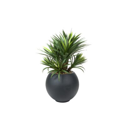 Star Succulent in Black Porter Planter - 628-3106