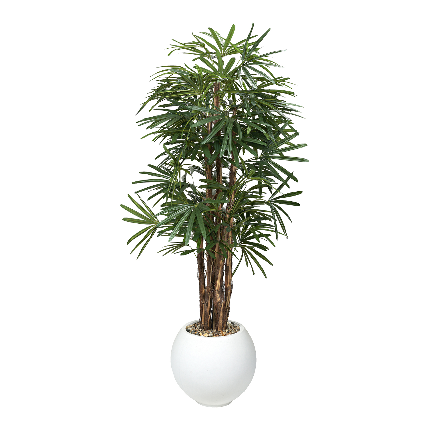 Lady Palm in Porter Planter 7' - 695-3104