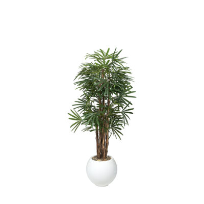 Lady Palm in Porter Planter 7' - 695-3104