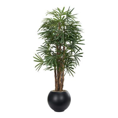 Lady Palm in Black Porter Planter 7' - 695-3106