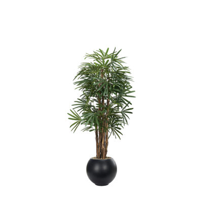 Lady Palm in Black Porter Planter 7' - 695-3106