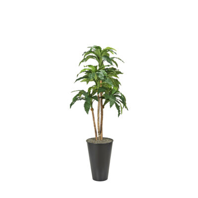 Ruffled Birdnest Palm in Cheer Planter 7' - 7241003