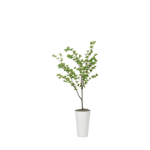 Douban Tree in Cheer Planter 6' - 7241004