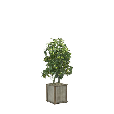 Baby Schefflera in Tin and Timber Planter 4.5' - 7241014