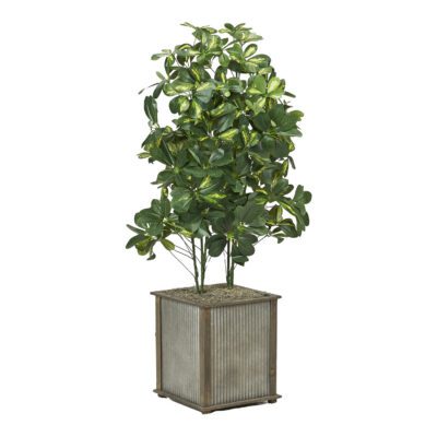 Baby Schefflera in Tin & Timber Planter 4.5' - 7241014