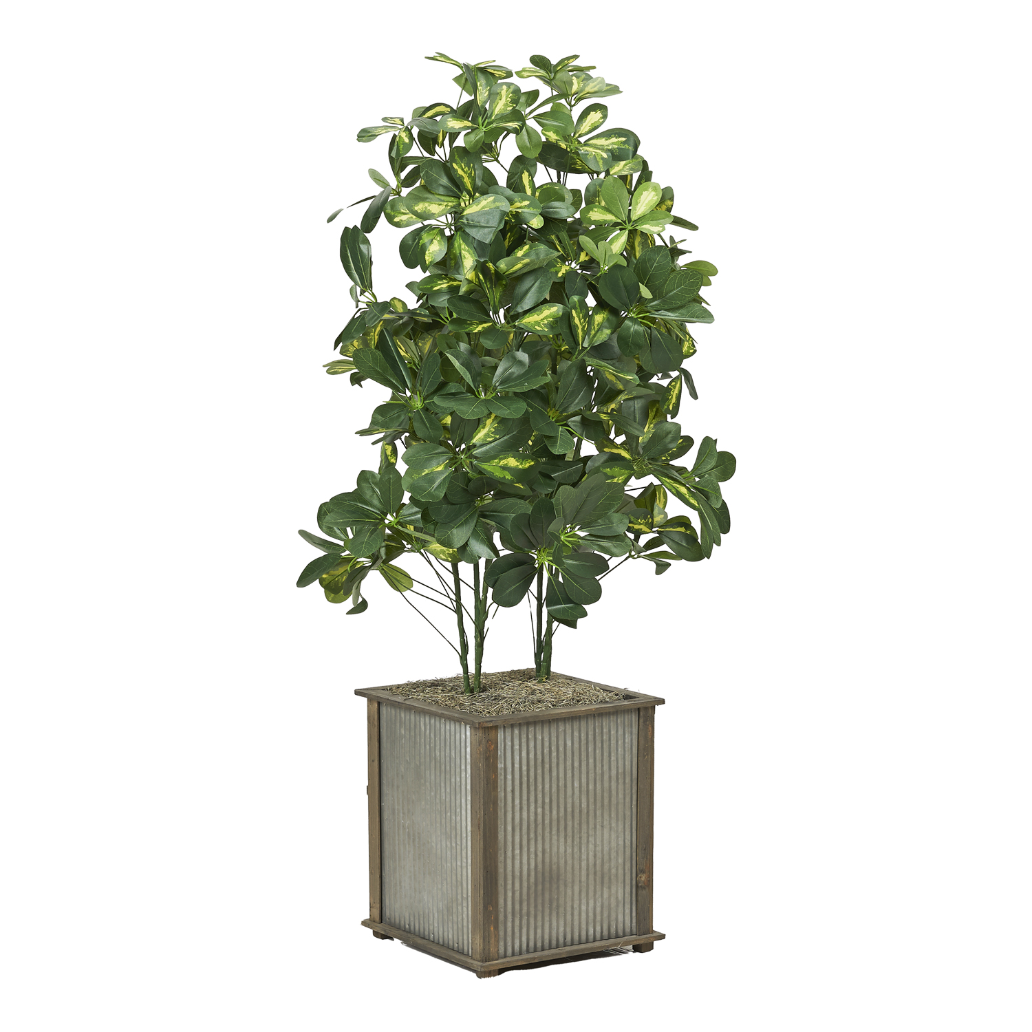 Baby Schefflera in Tin & Timber Planter 4.5' - 7241014