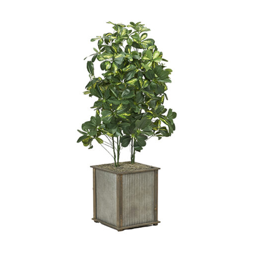 Baby Schefflera in Tin and Timber Planter 4.5' - 7241014 - Image 2