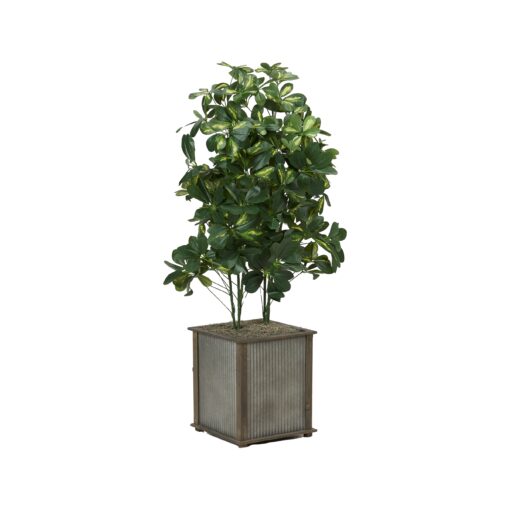 Baby Schefflera in Wood Framed Metal Planter - 7241014