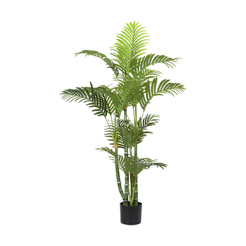 Green Trunked Areca Palm 4' - TL1033 - Image 2