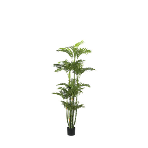 Green Trunked Areca Palm 6' - TL1034