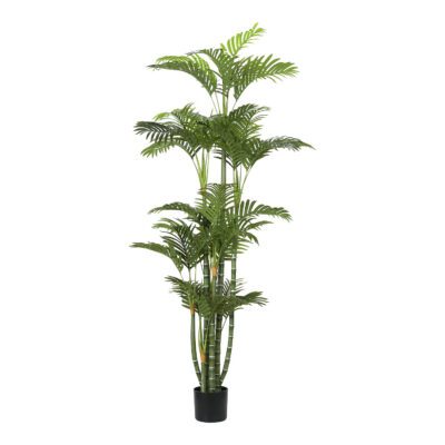 Green Trunked Areca Palm 6' - TL1034