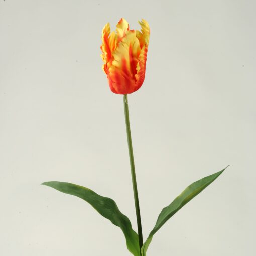 Orange Tulip - FL2127