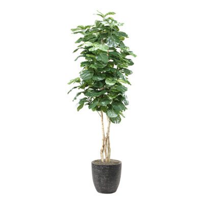 Fiddle Leaf Fig in Sawyer Planter 8' - 315101-2822