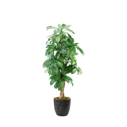 Birdnest Palm in Sawyer Planter 8' - 315102-2822