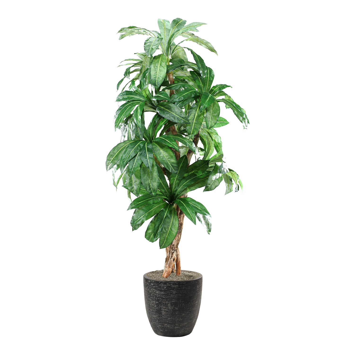 Birdnest Palm in Sawyer Planter 8' - 315102-2822